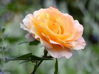 Rose.jpg