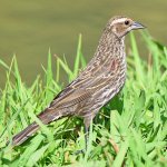 Blackbird3.jpg