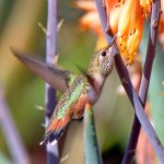 Hummer10.jpg