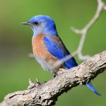 Bluebird.jpg