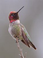 Hummer3.jpg