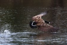 Seven Lakes Park.--3.jpg