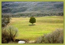 Lone Tree in a Spring Field  3-27-2016.jpg