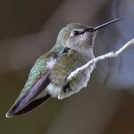 Hummer3.jpg