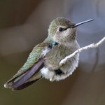 Hummer6.jpg