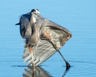 HeronSeries-102.jpg
