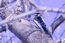 Downy Woodpecker demo of BBF-DSC_9102-0001.jpg