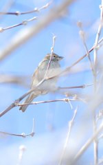 March Backyard Birds-DSC_9188-0006.jpg