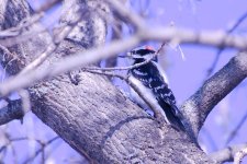 Downy Woodpecker demo of BBF 65-DSC_9102-0001.jpg