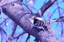 March Backyard Birds-DSC_9090-0023.jpg