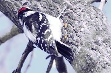 March Backyard Birds-DSC_9098-0020.jpg