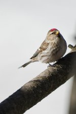 March Backyard Birds-DSC_9120-0017.jpg
