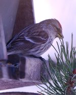 March Backyard Birds-DSC_9161-0011.jpg