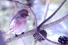 March Backyard Birds-DSC_9165-0009.jpg
