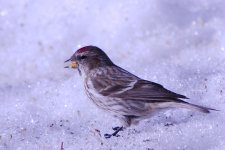 March Backyard Birds-DSC_9019-0030.jpg