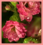 Two Tiny Pink Flowers 3-28-2016.jpg