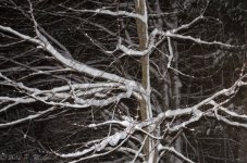 DSC_2481.jpg