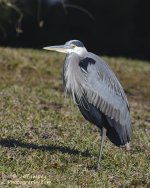 _DSC4864_2.jpg