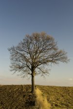 tree1sm.jpg