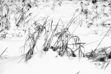 Grass in Snow-130101-02BW_01.JPG