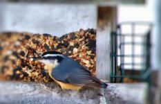 red breasted nut hatch 2 dof.jpg