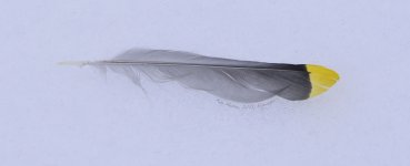 feather.jpg