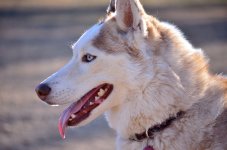 one_of_my_huskies__koda_by_thegaffney_photos-d5qcbcx.jpg