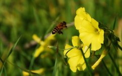 Bee_Small.jpg