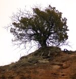 RedRock7.jpg
