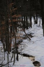 005 Winter Woods-130105-03_01.jpg