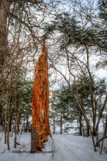 DSC_1941_5107_2_5108_3_5109_tonemapped-4.jpg