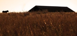 Prarrie Sunset.jpg