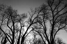 dead_winter_trees_by_thegaffney_photos-d5qwk0m.jpg
