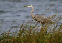_DSC4228_2.jpg