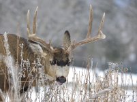munching buck.jpg