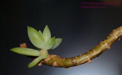 009 Bud End-130109_01.jpg