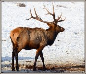 ELK 038.JPG