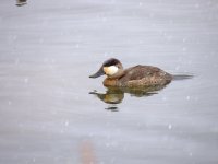 Ruddy Duck a.jpg