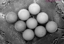 011 MouseBalls-130101BW_01.jpg