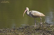 _DSC4489_2.jpg