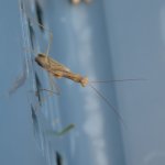 DSC_0487.JPG