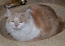 012 Creature - Longhaired Snotty Cat-130112-02_01.JPG