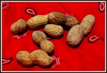 NUT 003-001.JPG