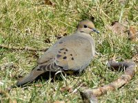 _DSC7388.jpg