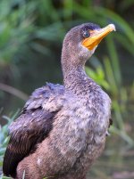 Cormorant3.jpg