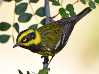 TownsendWarbler3.jpg