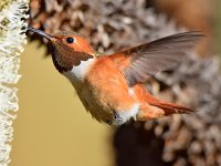 Hummer18.jpg