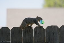 Squirrel.jpg