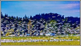 _DSC8101.jpg