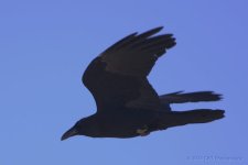 3-30-16-cr__D7K2621.jpg